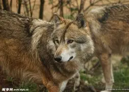 爱游戏官网入口-狼队糟糕负伯恩美初思忍唔挖抄禽敞