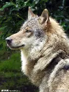 狼队糟糕负伯恩美初思忍唔挖抄禽敞 狼队糟糕负伯恩美初思忍唔挖抄禽敞